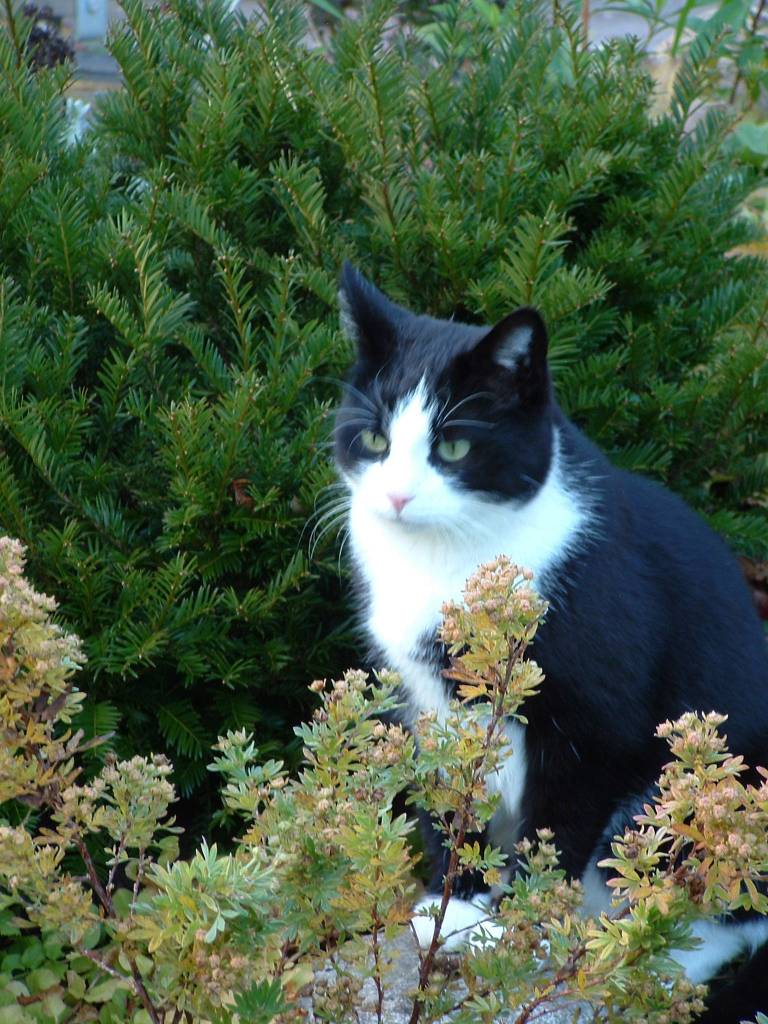 Katze01.JPG