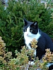 Katze01.JPG